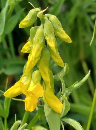 HRACHOR LUČNÍ (Lathyrus pratensis) FOTO: Marta Knauerová