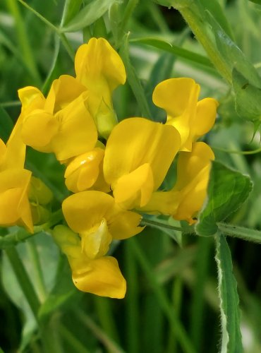 HRACHOR LUČNÍ (Lathyrus pratensis) FOTO: Marta Knauerová