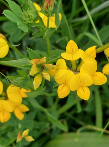 ŠTÍROVNÍK RŮŽKATÝ (Lotus corniculatus) FOTO: Marta Knauerová