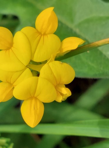 ŠTÍROVNÍK RŮŽKATÝ (Lotus corniculatus) FOTO: Marta Knauerová