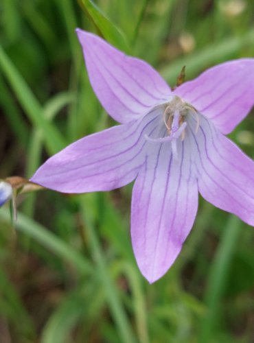 ZVONEK ROZKLADITÝ (Campanula patula) FOTO: Marta Knauerová