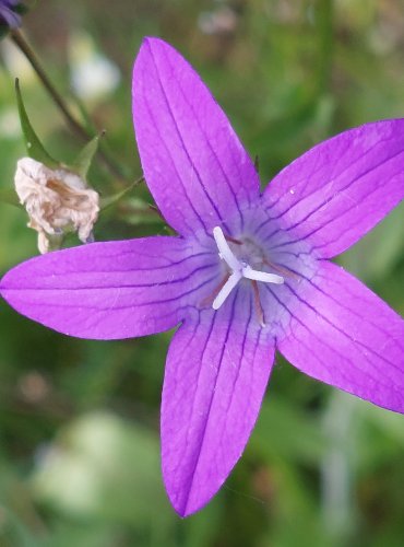 ZVONEK ROZKLADITÝ (Campanula patula) FOTO: Marta Knauerová