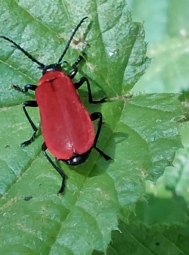 ČERVENÁČEK OHNIVÝ (Pyrochroa coccinea) FOTO: Marta Knauerová