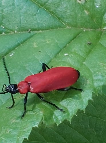 ČERVENÁČEK OHNIVÝ (Pyrochroa coccinea) FOTO: Marta Knauerová