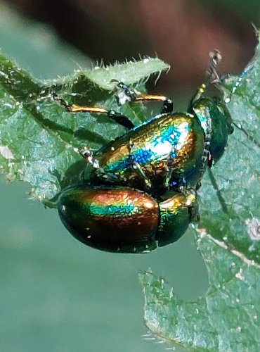 MANDELINKA NÁDHERNÁ (Chrysolina fastuosa) FOTO: Marta Knauerová