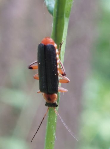 PÁTEŘÍK MODRAVÝ (Cantharis livida) FOTO: Marta Knauerová