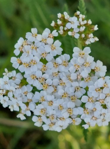 ŘEBŘÍČEK OBECNÝ (Achillea millefolium) FOTO: Marta Knauerová