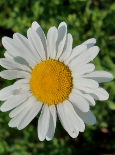 KOPRETINA BÍLÁ (Leucanthemum vulgare) FOTO: Marta Knauerová