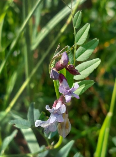 VIKEV PLOTNÍ (Vicia sepium) FOTO: Marta Knauerová