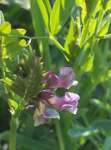 VIKEV PLOTNÍ (Vicia sepium) FOTO: Marta Knauerová