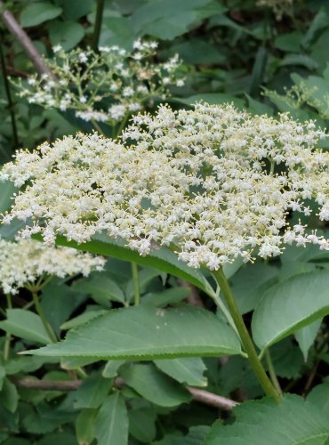 BEZ ČERNÝ (Sambucus nigra) FOTO: Marta Knauerová