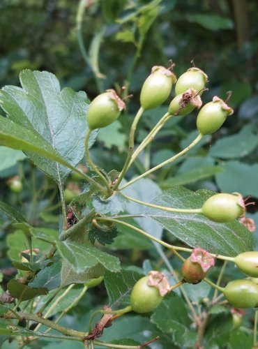 HLOH (Crataegus spp.) NEZRALÉ PLODENSTVÍ – bez bližšího určení – FOTO: Marta Knauerová