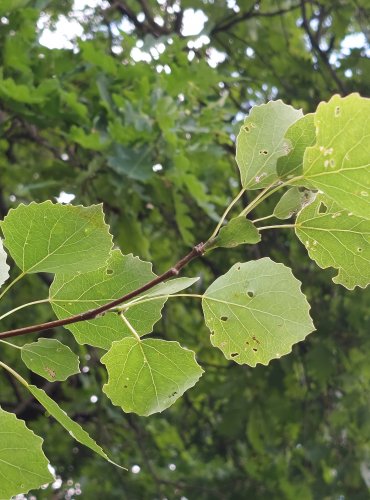 TOPOL OSIKA (Populus tremula) FOTO: Marta Knauerová, 2022