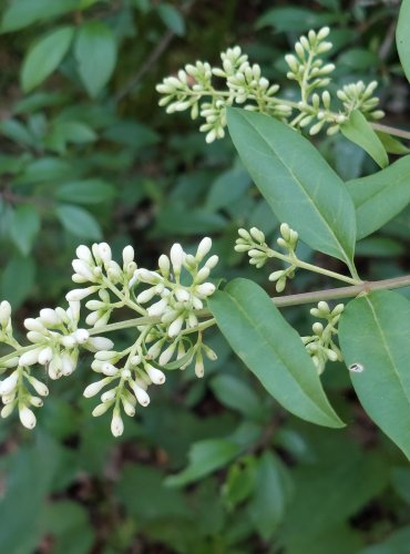 PTAČÍ ZOB OBECNÝ (Ligustrum vulgare) FOTO: Marta Knauerová