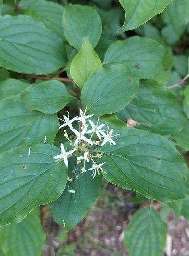 SVÍDA KRVAVÁ (Cornus sanguinea) FOTO: Marta Knauerová