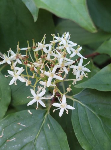 SVÍDA KRVAVÁ (Cornus sanguinea) FOTO: Marta Knauerová