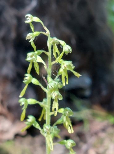 BRADÁČEK VEJČITÝ (Listera ovata) FOTO: Marta Knauerová