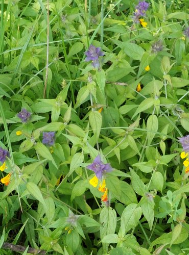 ČERNÝŠ HAJNÍ (Melampyrum nemorosum) FOTO: Marta Knauerová