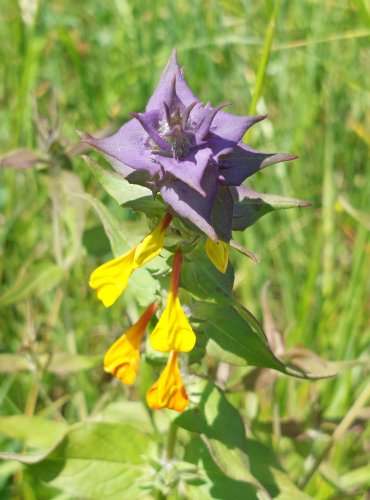 ČERNÝŠ HAJNÍ (Melampyrum nemorosum) FOTO: Marta Knauerová