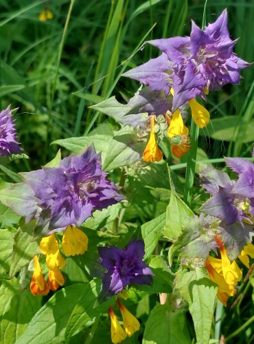 ČERNÝŠ HAJNÍ (Melampyrum nemorosum) FOTO: Marta Knauerová