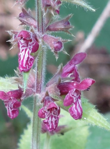 ČISTEC LESNÍ (Stachys sylvatica) FOTO: Marta Knauerová