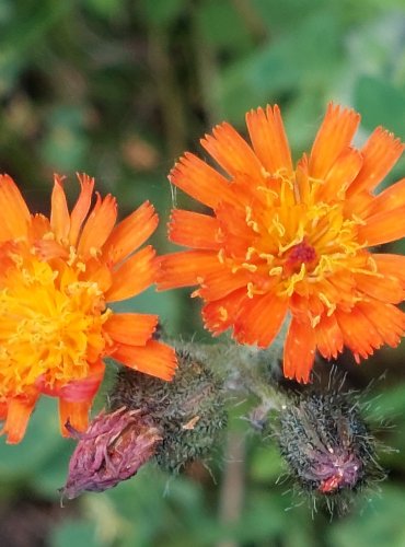 JESTŘÁBNÍK ORANŽOVÝ (Pilosella aurantiaca) FOTO: Marta Knauerová