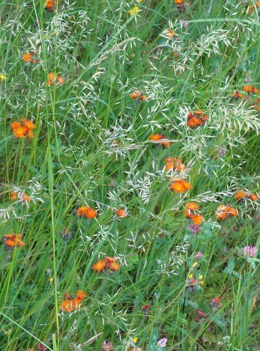JESTŘÁBNÍK ORANŽOVÝ (Pilosella aurantiaca) FOTO: Marta Knauerová
