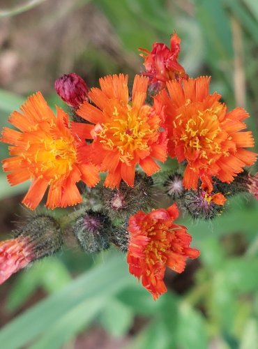 JESTŘÁBNÍK ORANŽOVÝ (Pilosella aurantiaca) FOTO: Marta Knauerová