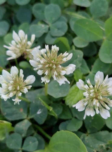 JETEL PLAZIVÝ (Trifolium repens) FOTO: Marta Knauerová