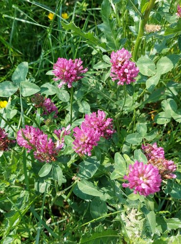 JETEL LUČNÍ (Trifolium pratense) FOTO: Marta Knauerová