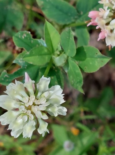 JETEL ZVRHLÝ (Trifolium hybridum) FOTO: Marta Knauerová