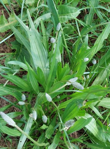 JITROCEL KOPINATÝ (Plantago lanceolata) FOTO: Marta Knauerová