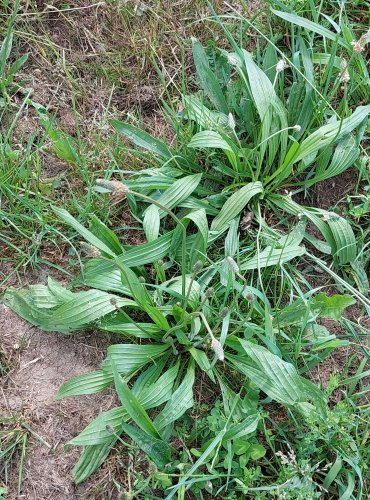 JITROCEL KOPINATÝ (Plantago lanceolata) FOTO: Marta Knauerová