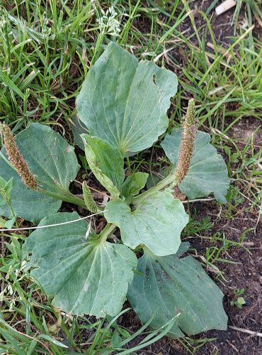 JITROCEL VĚTŠÍ (Plantago major) FOTO: Marta Knauerová