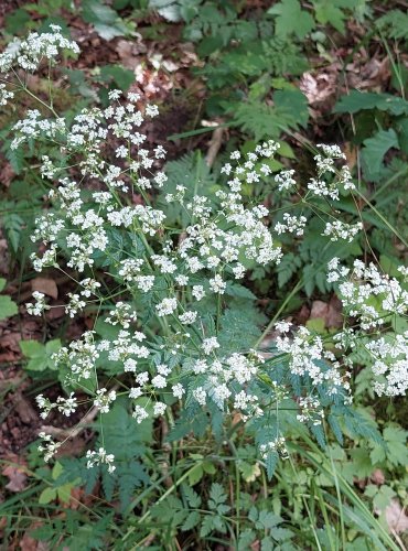 KERBLÍK LESNÍ (Anthriscus sylvestris) FOTO: Marta Knauerová