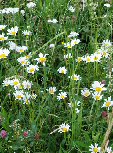 KOPRETINA BÍLÁ (Leucanthemum vulgare) FOTO: Marta Knauerová