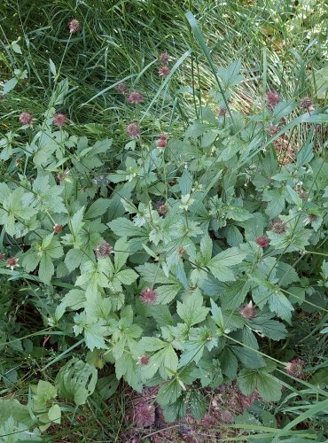 KUKLÍK MĚSTSKÝ (Geum urbanum) FOTO: Marta Knauerová