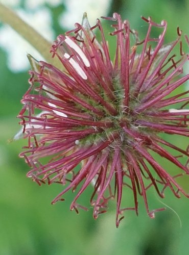 KUKLÍK MĚSTSKÝ (Geum urbanum) NEZRALÉ PLODENSTVÍ – FOTO: Marta Knauerová