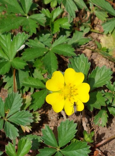 MOCHNA PLAZIVÁ (Potentilla reptans) FOTO: Marta Knauerová