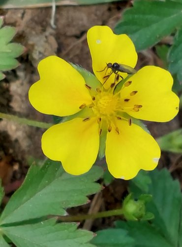 MOCHNA PLAZIVÁ (Potentilla reptans) FOTO: Marta Knauerová