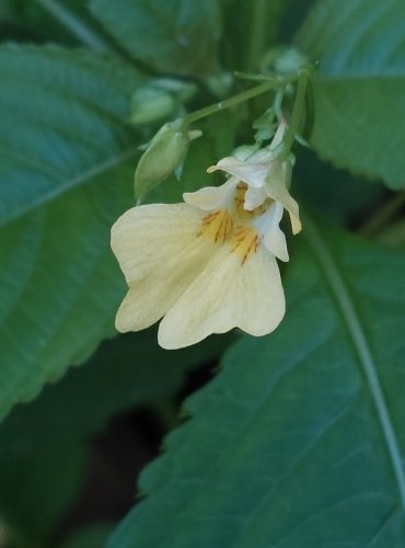 NETÝKAVKA MALOKVĚTÁ (Impatiens parviflora) FOTO: Marta Knauerová