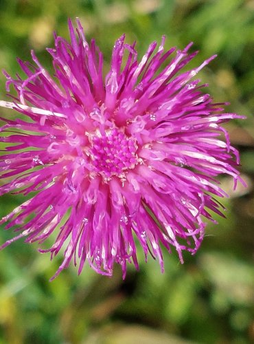 PCHÁČ POTOČNÍ (Cirsium rivulare) FOTO: Marta Knauerová