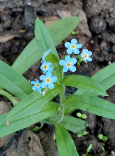 POMNĚNKA BAHENNÍ (Myosotis palustris) FOTO: Marta Knauerová