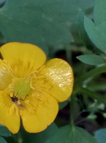 PRYSKYŘNÍK PLAZIVÝ (Ranunculus repens) FOTO: Marta Knauerová