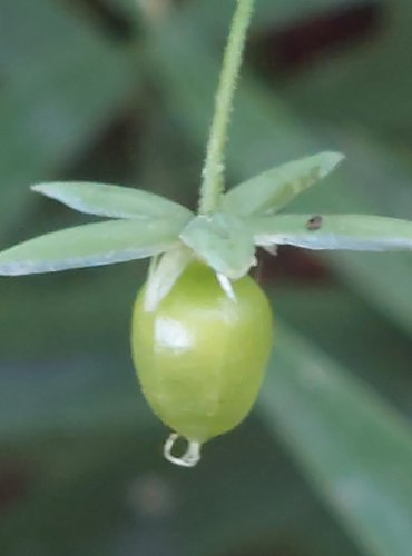 PTAČINEC VELKOKVĚTÝ (Stellaria holostea) NEZRALÉ PLODENSTVÍ – FOTO: Marta Knauerová