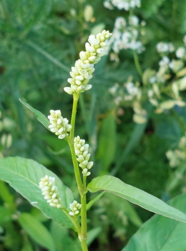 RDESNO BLEŠNÍK (Persicaria lapathifolia) FOTO: Marta Knauerová