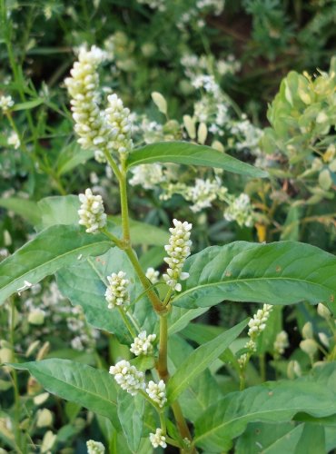 RDESNO BLEŠNÍK (Persicaria lapathifolia) FOTO: Marta Knauerová