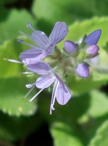 ROZRAZIL LÉKAŘSKÝ (Veronica officinalis) FOTO: Marta Knauerová