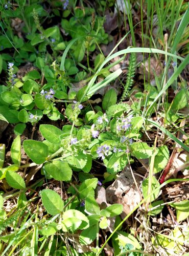 ROZRAZIL LÉKAŘSKÝ (Veronica officinalis) FOTO: Marta Knauerová