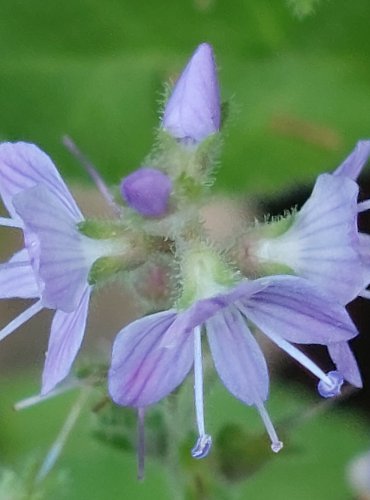 ROZRAZIL LÉKAŘSKÝ (Veronica officinalis) FOTO: Marta Knauerová